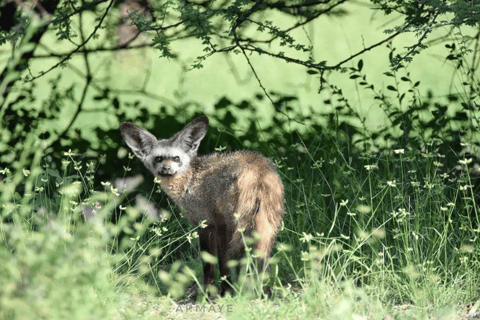 Von Addis Abeba nach Awash: 3-tägige Safari und Naturerlebnis