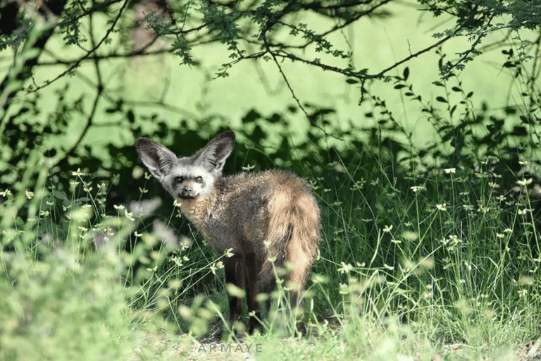 Von Addis Abeba nach Awash: 3-tägige Safari und Naturerlebnis