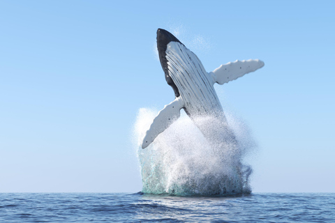 Honolulu, Oahu: Waikiki Whale Watching Cruise