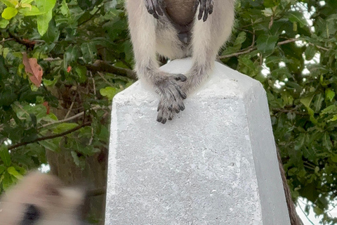 Jeep Safario ai parchi nazionali di Minneriya/Kaudulla/Hurulu Eco National Park