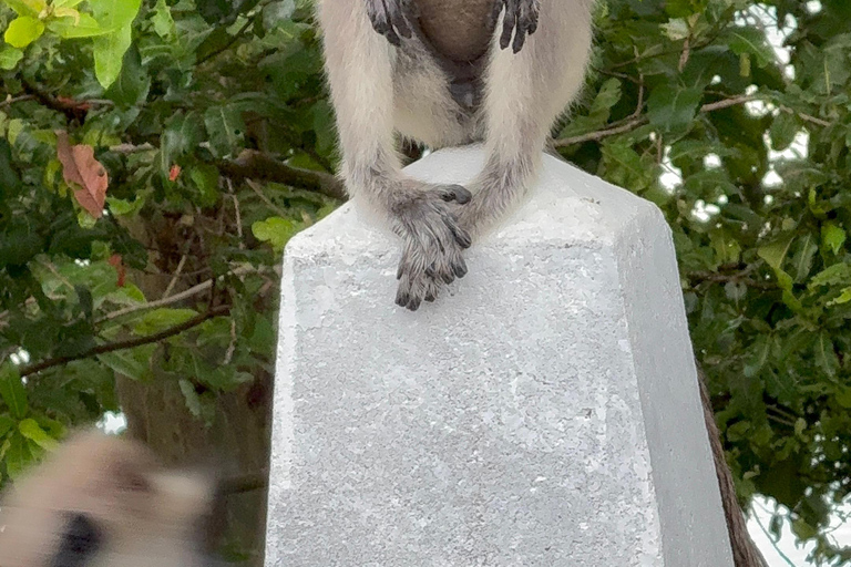 Jeep Safario ai parchi nazionali di Minneriya/Kaudulla/Hurulu Eco National Park