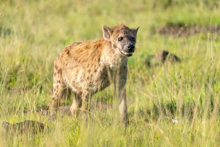 Tanzania: 4-Day Mid-Range Tour Tara, Serengeti & Ngorongoro