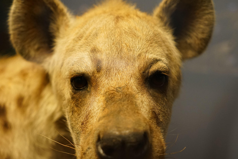 Tanzania: 2-Day Luxury Safari to Tarangire and Ngorongoro Tanzania safari