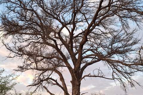 Dinokeng Safari with Transfer