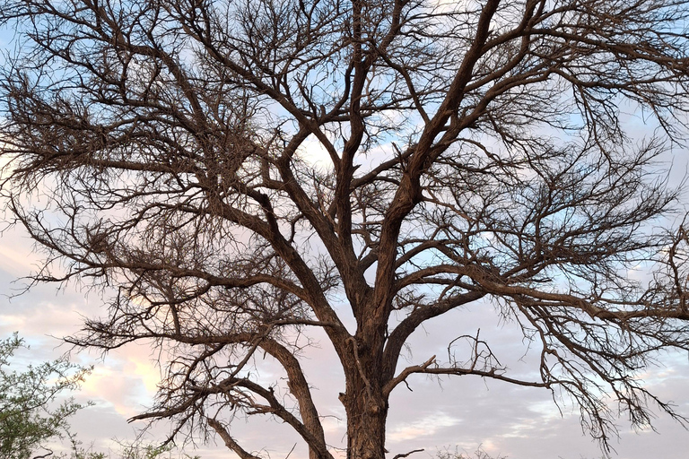 Dinokeng Safari with Transfer