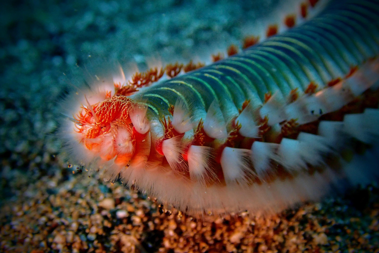 Lanzarote: Guided Snorkel Tour with free photos & videos