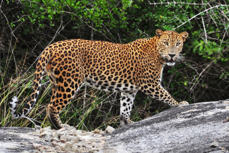 Colombo: 4-Day Cultural Triangle Tour with Wilpattu Safari