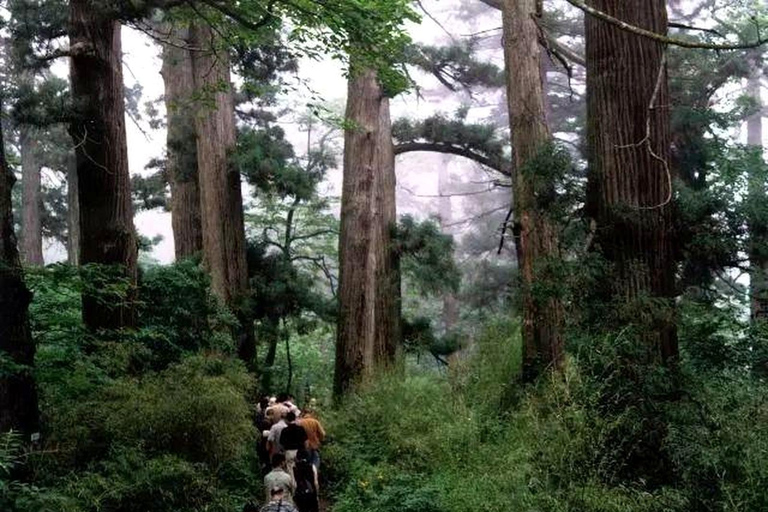 Shanghai: Tianmu Mountain Ancient Forest Private Day Trip