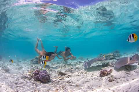 Bora Bora: Jet Ski, Lunch & Shark/ Ray Safari