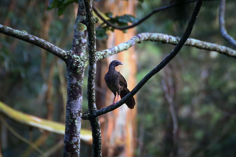 Vogelbeobachtung in Medellin mit einem erfahrenen Vogelbeobachter (Privat)