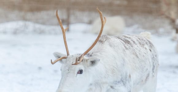 Rovaniemi: Reindeer Farm Visit & 2.5 km Sleigh Ride