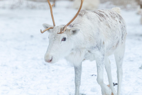Rovaniemi: Insider Reindeer Farm Visit and long Sleigh Ride