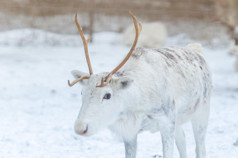 Rovaniemi: Insider Reindeer Farm Visit and long Sleigh Ride