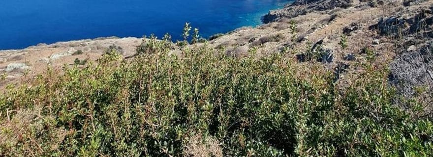 Folégandros : visite culturelle de l'île avec un anthropologue local