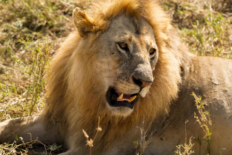 Excursion de 1 journée au parc national du Tarangire