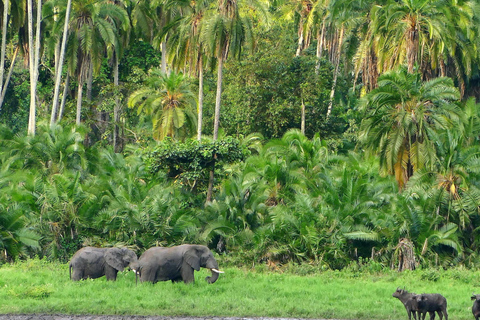 Addis Abeba - Park Narodowy Chebera Cherchura - 4 dniPrzygoda z przyrodą - Park Narodowy Chebera Cherchura 4 dni