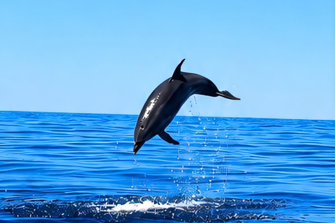 Can Picafort: Dolphin Watching Boat Tour with Swimming&caves Can Picafort: Dolphin Watching Boat Tour with Swimming stop