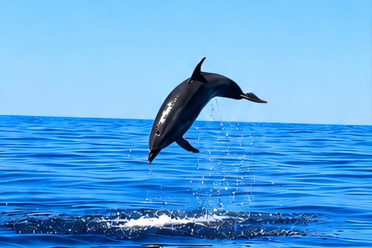 Can Picafort: Dolphin Watching Boat Tour with Swimming&caves Can Picafort: Dolphin Watching Boat Tour with Swimming stop