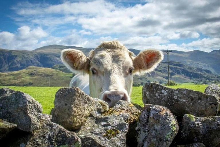From London: Lake District Private One-Day Trip with Driver