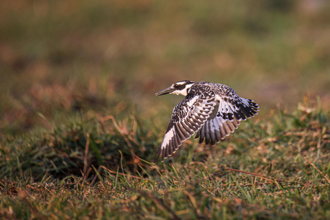 Birdwatching Safari - Chobe River (with Expert Guide)