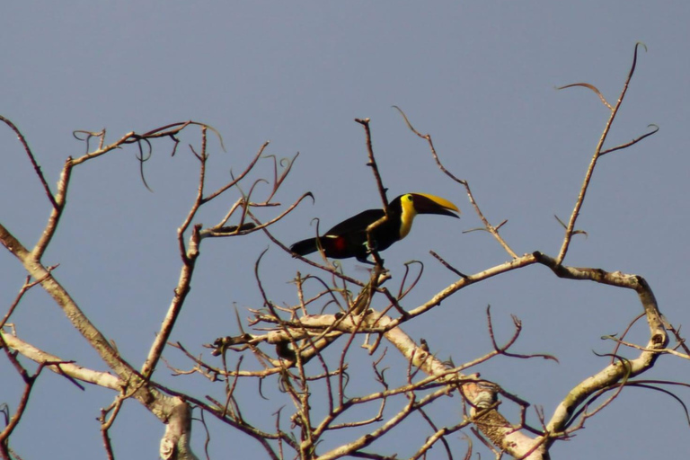 From SanJosé: 3-Day Tortuguero National Park Tour with Meals