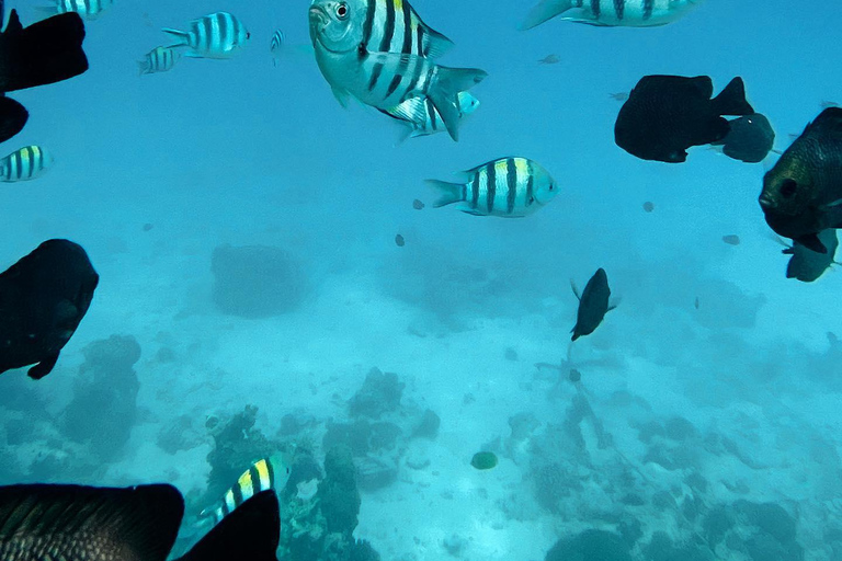 Zanzíbar: Excursión a Mnemba para hacer snorkel y nadar con tortugas