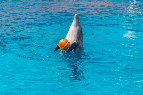 From Side/Alanya: Sealanya Dolphin Show with Hotel Transfers Pickup from Alanya