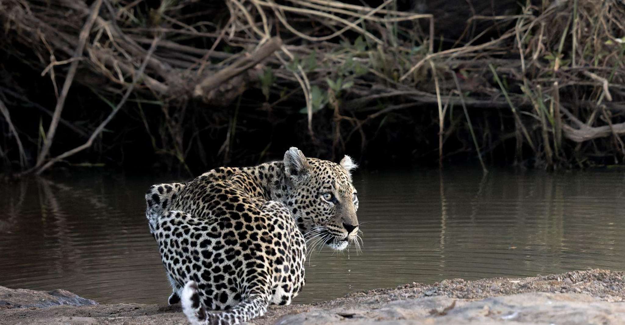 From Hazyview, Kruger National Park Full-Day Safari - Housity