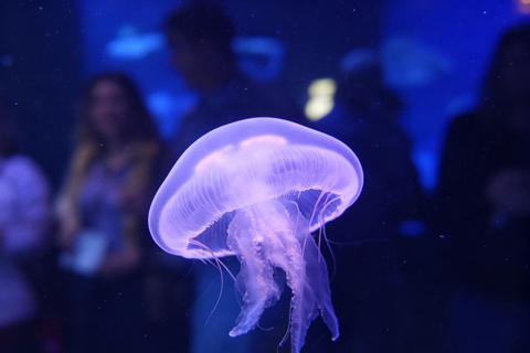 Sydney Aquarium: Sharks, Dugongs & Ocean Secrets