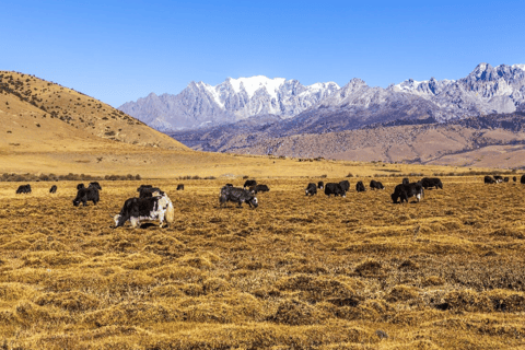 Private tour to Lijiang Jade Dragon snow Mountain with lunch