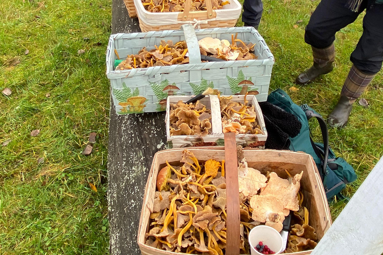 Stockholm: Mushroom and Berries Foraging Tour with Lunch