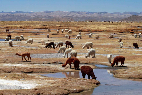 2-Day Colca Canyon Group Tour from Arequipa to Puno