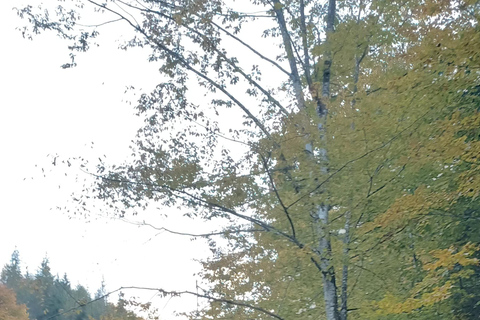 Brașov: 4-Hour Bear Watching Tour in Carpathian Mountains