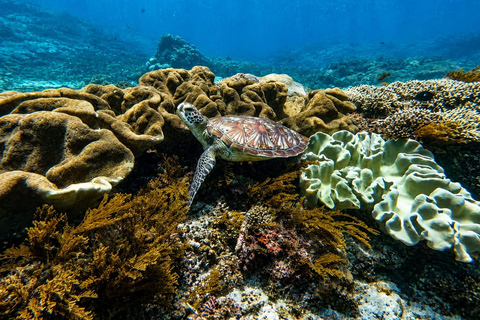 Nusa Penida Manta Snorkeling with Turtle & Beautiful Corals