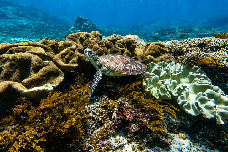 Nusa Penida Manta Snorkeling with Turtle & Beautiful Corals