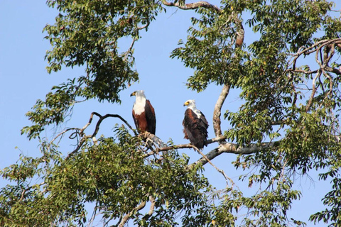 Diani: Guided day trip to Shimba Hills Reserve with lunch