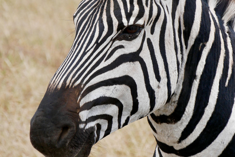 Tanzania: 2-Day Mid-Range Safari to Tarangire and Ngorongoro