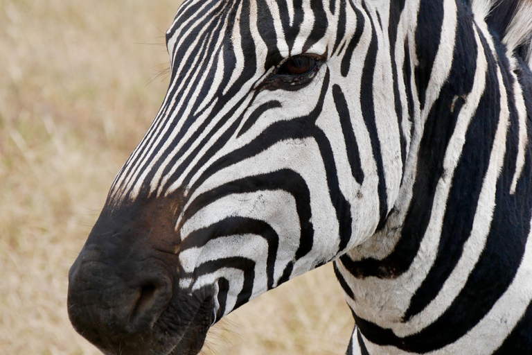 Tanzania: 2-Day Mid-Range Safari to Tarangire and Ngorongoro