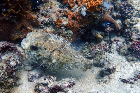 Zanzibar: Upptäck dykningKizimkazi: Menai Bay – upptäck dykning