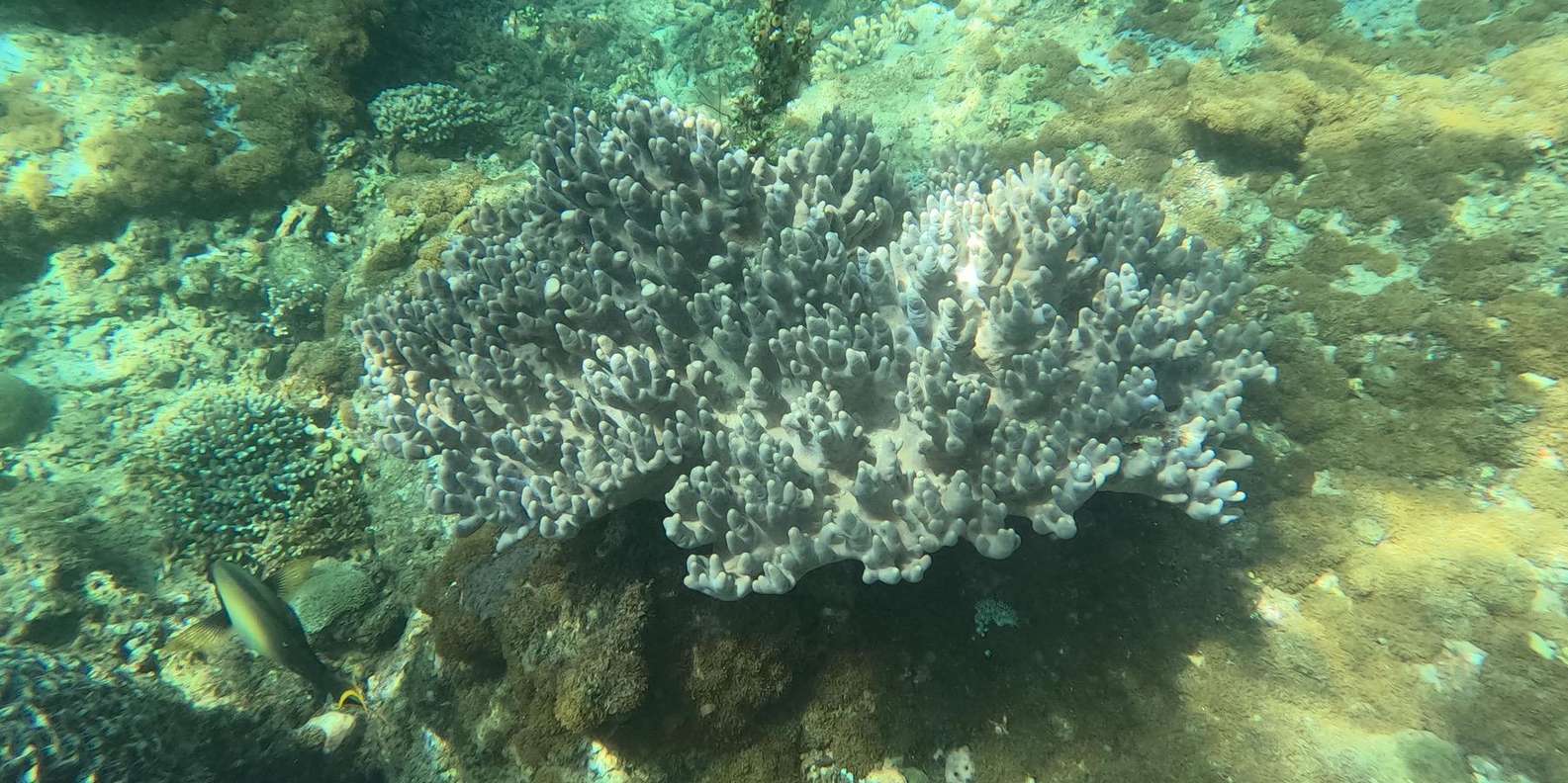 Bali: Blue Lagoon Snorkeling With GoPro/Massage & Transfers