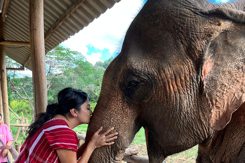 Chiang Mai: Elephant Feeding Experience, Hand Feed Elephants Elephant Sanctuary Feeding Experience Chiang Mai