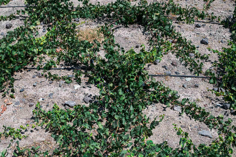 Degustazione di vini e tour dei vigneti di Santorini