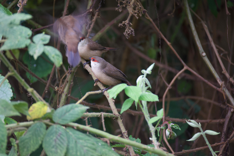 Kigali: 5-Day Birdwatching Tour Across Rwanda