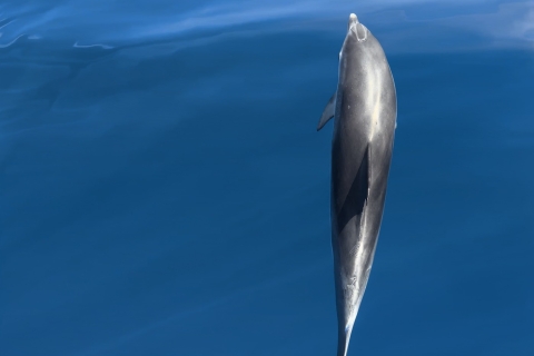 Fuerteventura: Doświadczenie delfinów z zodiakiemFuerteventura: doświadczenie delfinów