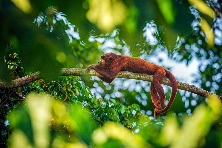Puerto Maldonado: Collpa Chuncho 2-Day Jungle Tour
