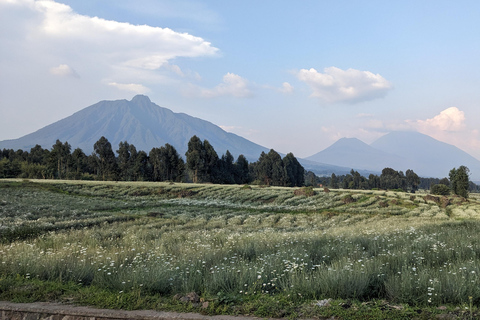 Ruanda: 8-tägige Safari mit Kigali, Nyungwe und VulkanenGorilla Trekking