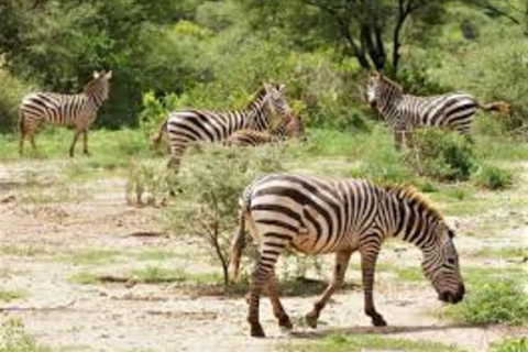 Arusha : 5 jours de safari au lac Manyara, au Serengeti et au Ngorongoro