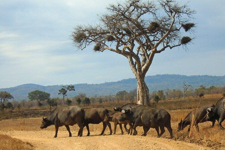 From Zanzibar: 2-Day Mikumi National Park Safari with Train