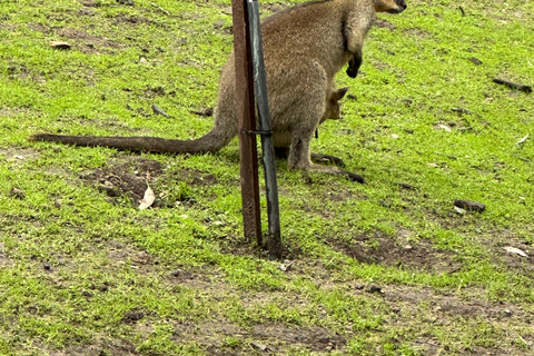 Von Adelaide aus: Kuscheln mit einem Koala und historische Hahndorf-Tour