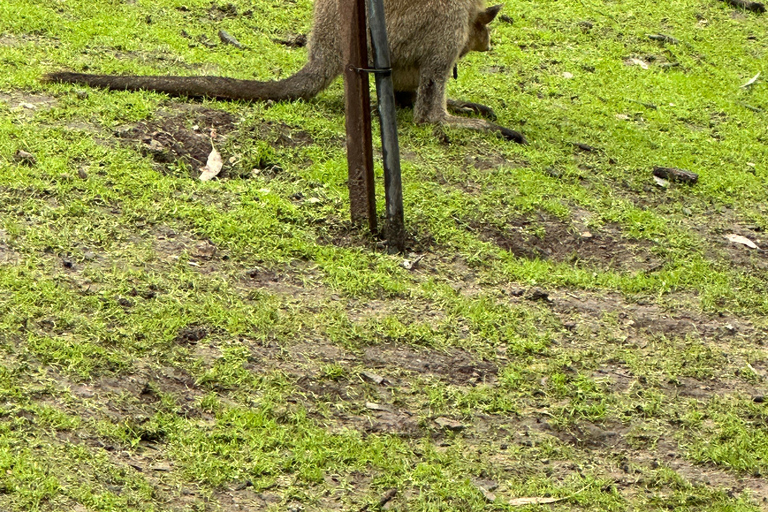 Vanuit Adelaide: Knuffel een Koala en historische Hahndorf Tour